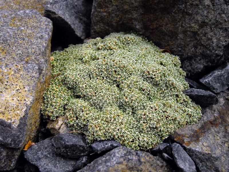 Arenaria alfacarensis